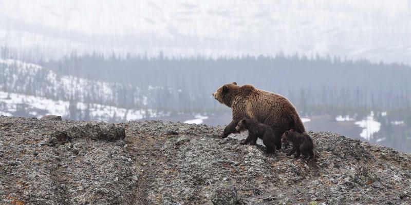 视觉设计中的色彩密码：如何运用分栏布局与中国设计智慧构建品牌形象